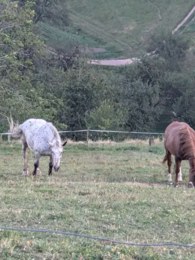Kleiner Bauernhof im Südschwarzwald – Bild 2