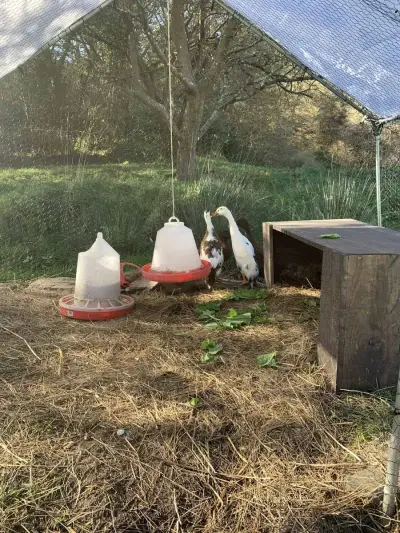 Volunteer auf Reg. Bauernhof & Bildungsinstitut (Asturien) – Bild 4