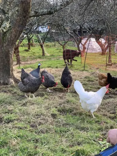 Volunteer auf Reg. Bauernhof & Bildungsinstitut (Asturien) – Bild 5