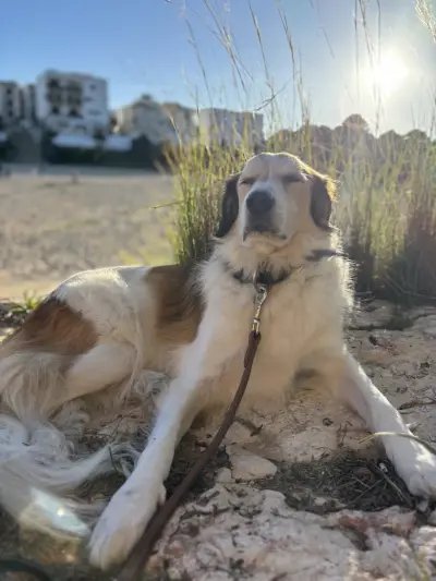🌿 Haus & Tiersitting auf Mallorca gesucht 🐴🐶🐱 – Bild 2