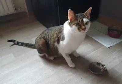 Suche jemanden der auf meine 2 Kater aufpasst 😇 – photo 2