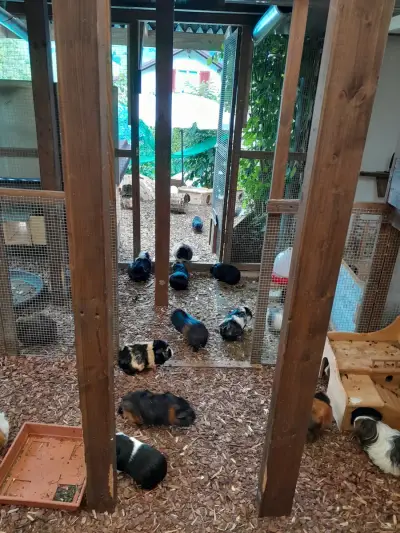 Meerschweinchen-Gnadenhof braucht Unterstützung – Bild 5