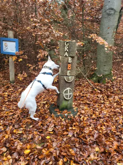 Hundesitting – Bild 2
