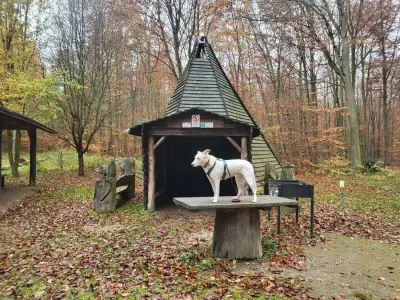 Hundesitting – Bild 3