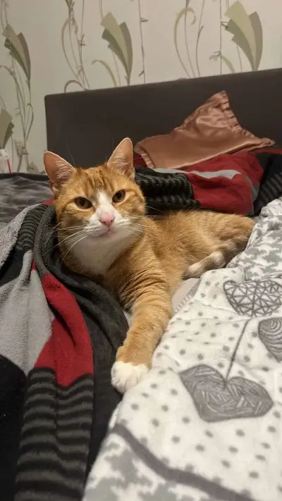 Suche jemanden der auf meine 2 Kater aufpasst 😇 – photo 3