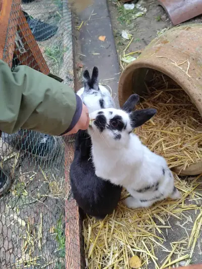 Ferienwohnung mit 2 Kaninchen in Senne – Bild 3