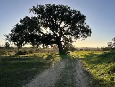 Haushaltsunterstützung an der Algarve gesucht – Bild 6