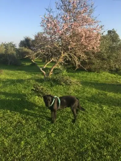 Haushaltsunterstützung an der Algarve gesucht – Bild 4
