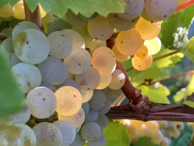 Helfende Hände für unsere PROBST-Weinlese ab September gesucht – Bild 8