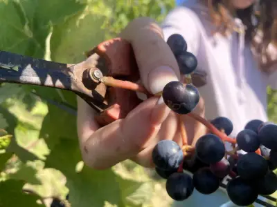Helfende Hände für unsere PROBST-Weinlese ab September gesucht – Bild 4