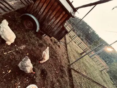 Kleiner Hof im Grünen – photo 11
