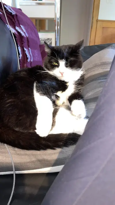 Katze mit Haus – Bild 3