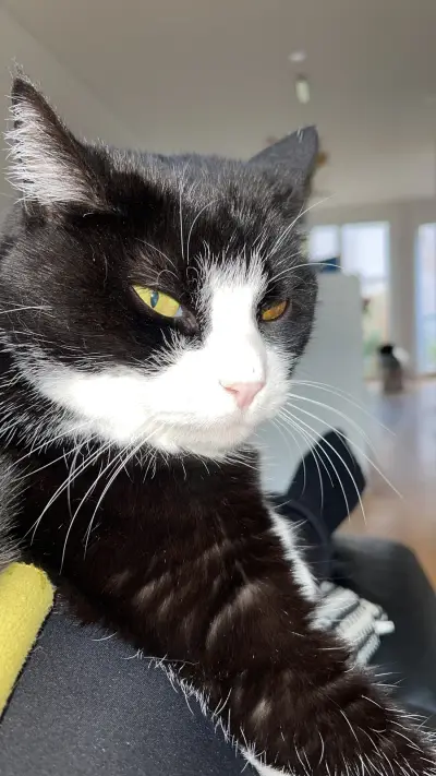 Katze mit Haus