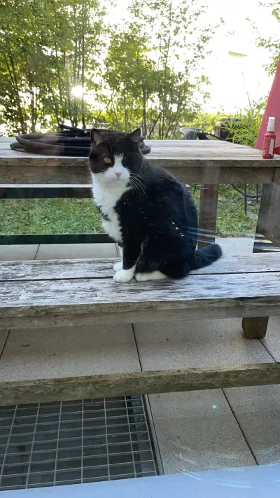 Katze mit Haus – Bild 4