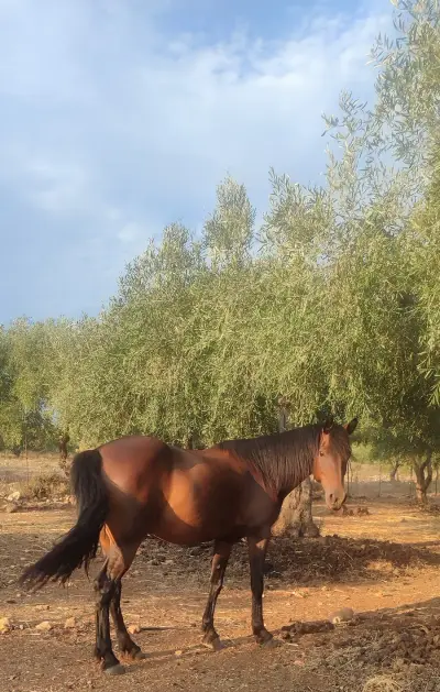 Reitstall Horse Riding Alonaki – Bild 6