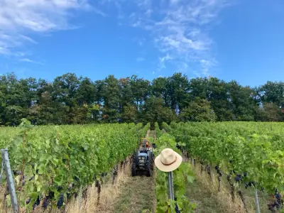 Helfende Hände für unsere PROBST-Weinlese ab September gesucht – Bild 2
