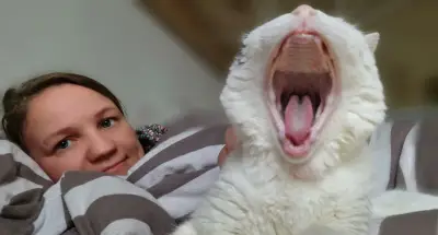 Biete Housesitting + liebevolles Tiersitting