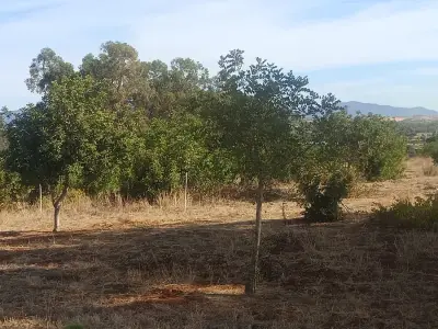 Pferdefarm – Bild 6