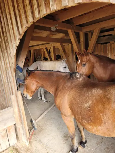 Tierparadies im Werratal – Bild 3