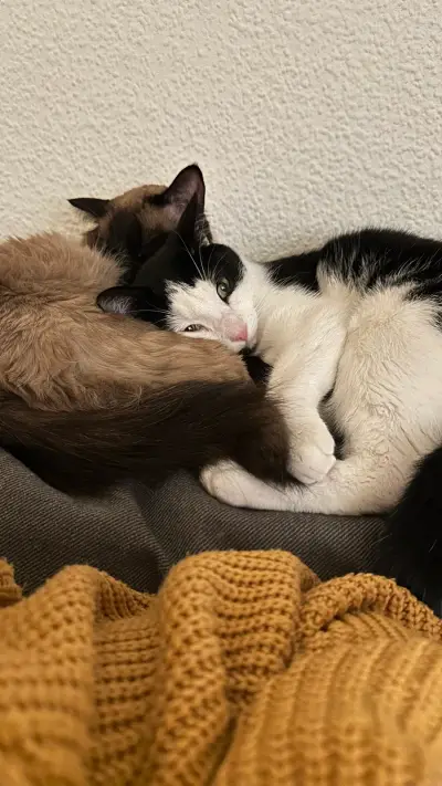 🐈🐈‍⬛🍁 Flauschige Herbstmomente in Essen – Bild 3