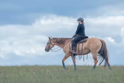 Pferde- und Hundesitting in Hessen | Horse and dog sitting in Germany