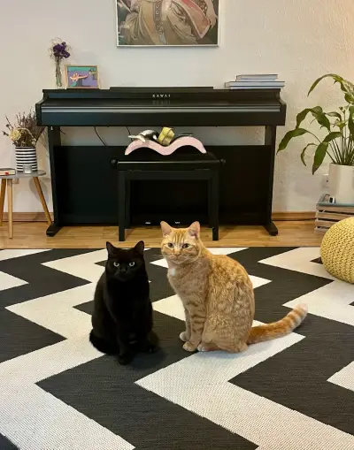 Catsitterin für Frankfurt gesucht, nur Frauen – Bild 5
