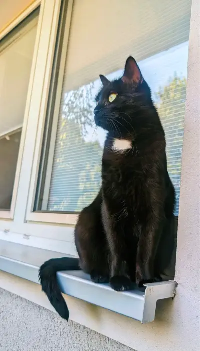 Haus-/Katzensitter für Wohnung im Grünen gesucht