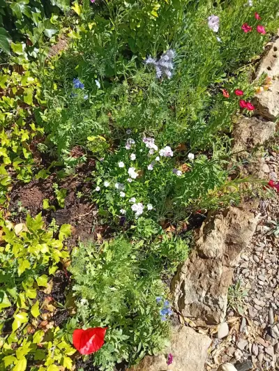 Permakultur Projekt – Bild 2