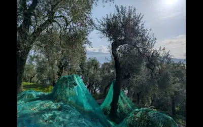 Olivenernte am Gardasee