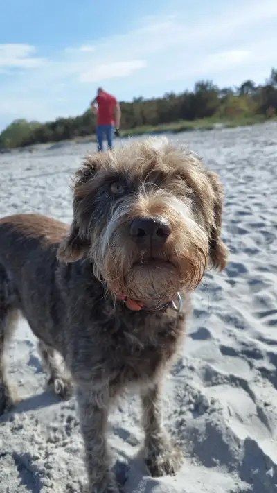 Hundebetreuung für 6 Wochen ab April 2027 – Bild 2