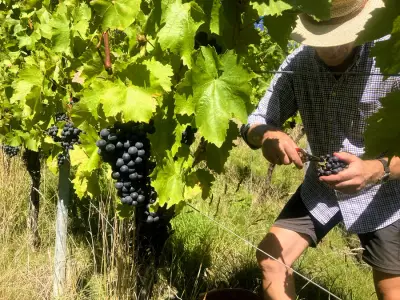 Helfende Hände für unsere PROBST-Weinlese ab September gesucht