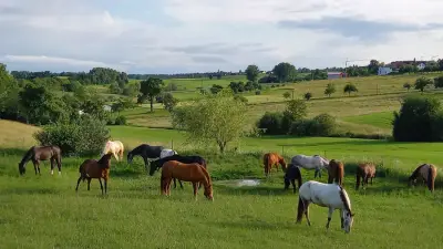 Pferdehof zwischen Donautal und Bodensee