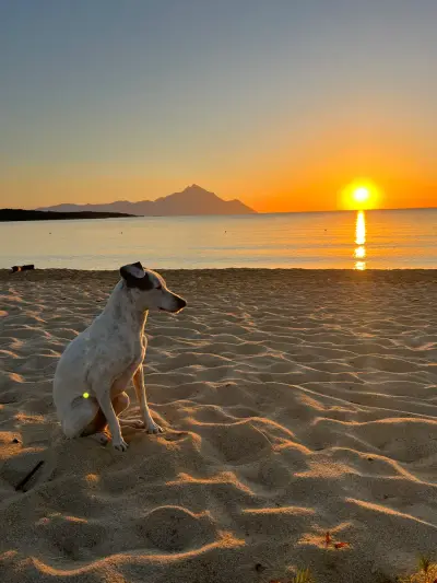 Urlaub gegen Hand – Bild 2