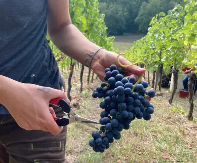 Helfende Hände für unsere PROBST-Weinlese ab September gesucht – Bild 5