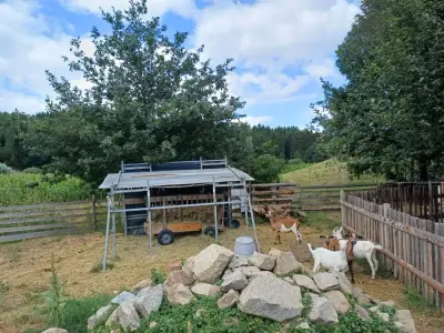 Kleiner Hof im Grünen – photo 2