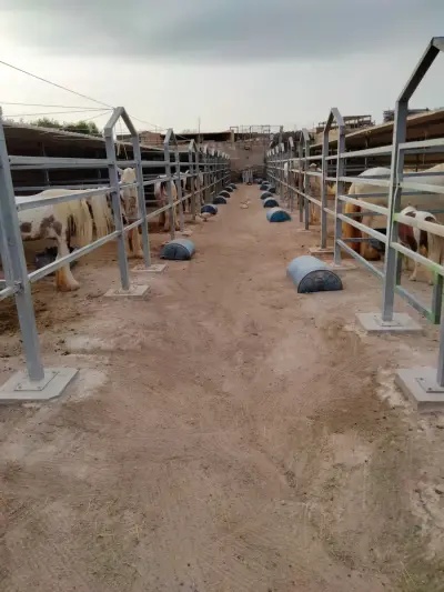 Pferdefarm auf der Sonneninsel Gozo ( Malta ) – photo 8