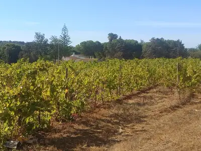 Pferdefarm – Bild 8