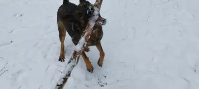 Hundebetreuung für 6 Wochen ab April 2027 – Bild 7