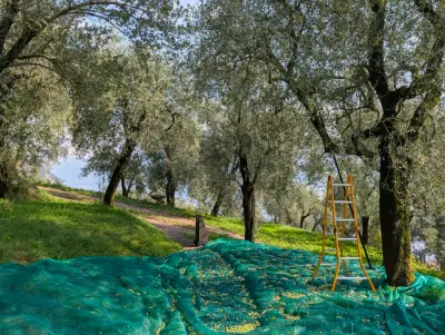 Olivenernte am Gardasee – Bild 2