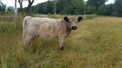 Unser kleiner Hof in MV sucht.... – Bild 3