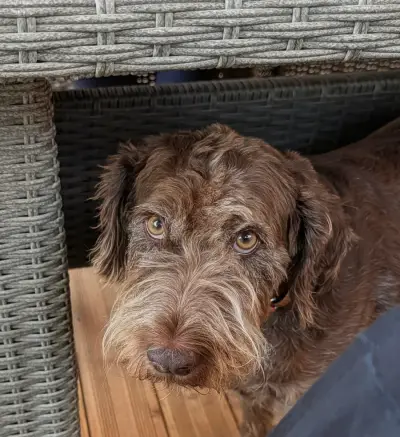 Hundebetreuung für 6 Wochen ab April 2027 – Bild 9
