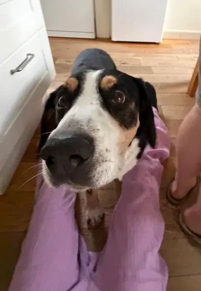 Reliable House/animal/Babysitter
