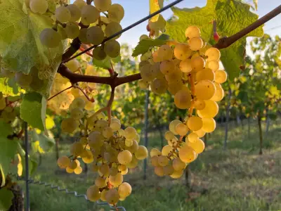 Helfende Hände für unsere PROBST-Weinlese ab September gesucht – Bild 3