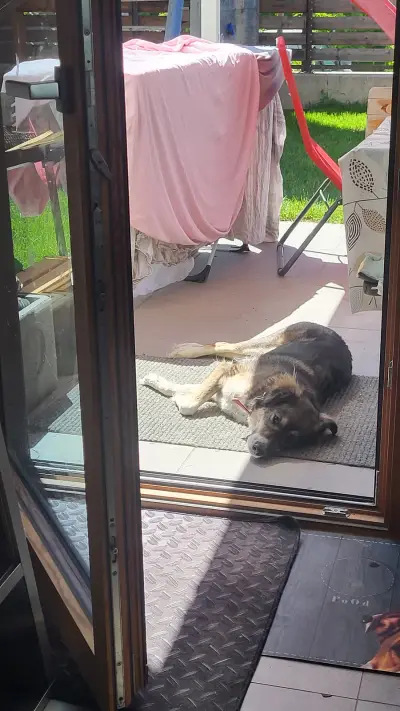 Mama mit 3 Kindern ( Baby, 6 und8) und Hund sucht Urlaub gegen Hand für 10/14 Tage im August