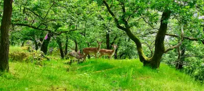 Schöner Wohnmobil-Stellplatz in einem Wildgehege oberhalb des Rheintals – Bild 2