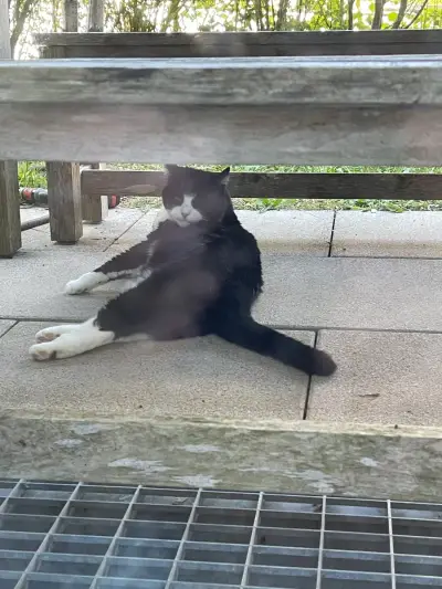 Katze mit Haus – Bild 2