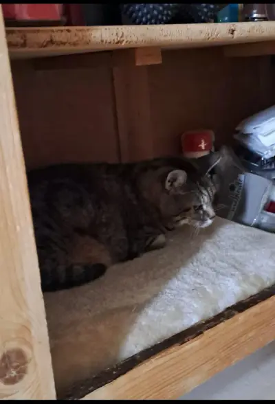 Cat and Flat Sitting in Aachen  – Bild 2