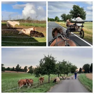 Pony-Hof sucht UrlaubsbetreuerIn – Bild 4