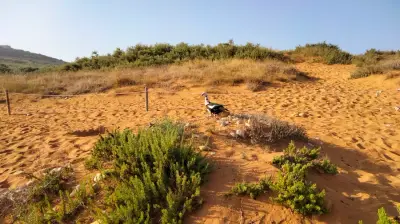 Pferdefarm auf der Sonneninsel Gozo ( Malta ) – photo 4