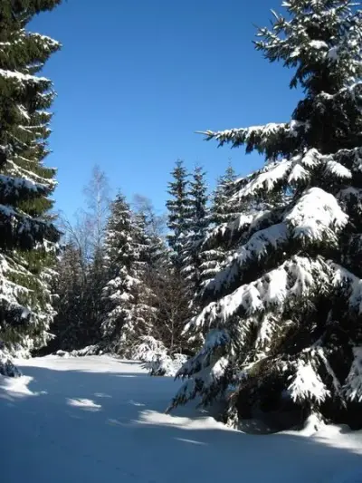 Ferienhof im Wald – Bild 4